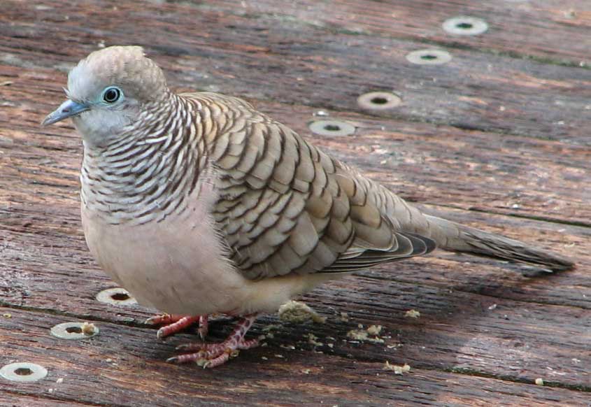 Geopelia placida